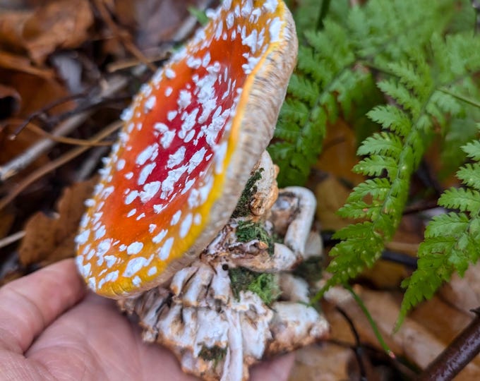 Jelly the Mushroom Elf