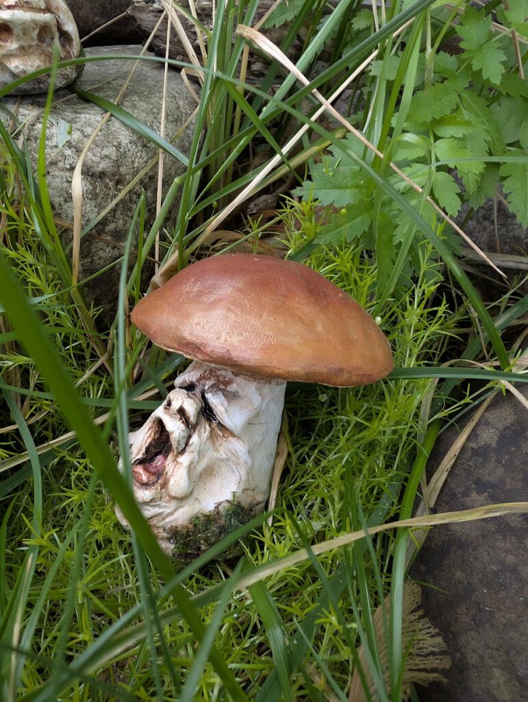 Yawning Boletus named Cyril